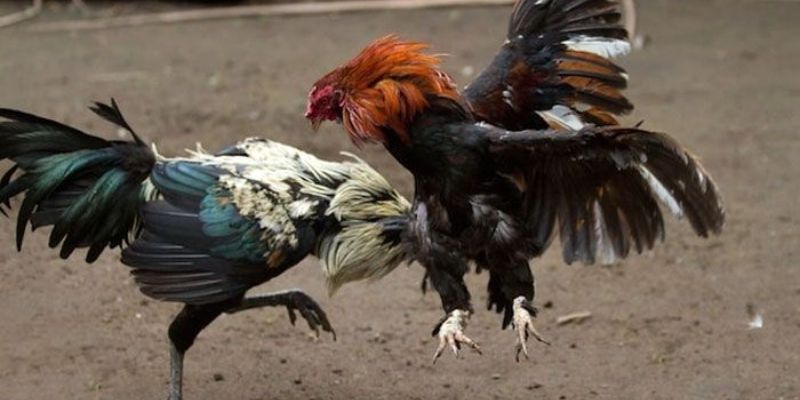 Đá gà Thomo - Thỏa mãn đam mê cùng những dũng sĩ 